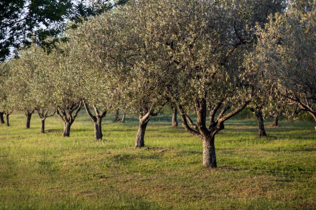 A group of trees in the middle of a field.